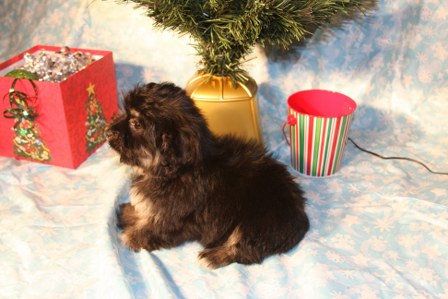 havanese-puppies